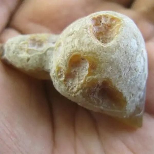Bear Testicle Fossil - Type C2
