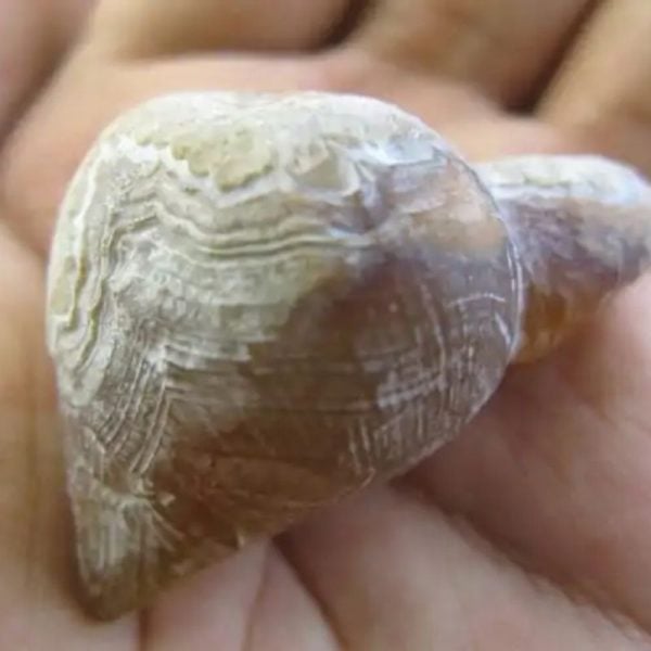 Bear Testicle Fossil - Type C2 - Image 3