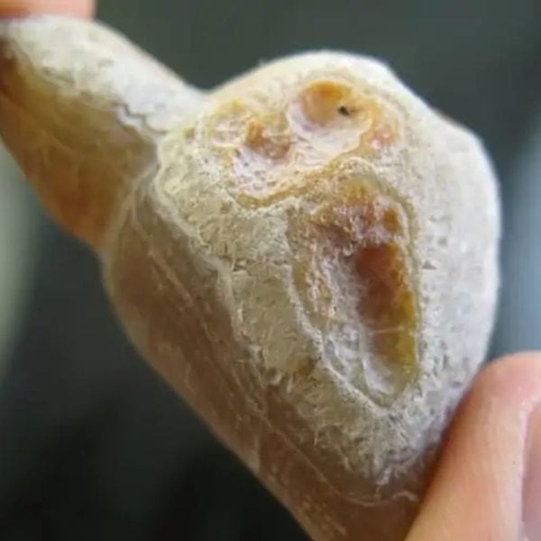 Bear Testicle Fossil - Type C2 - Image 2