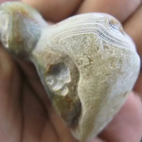 Bear Testicle Fossil - Type C1