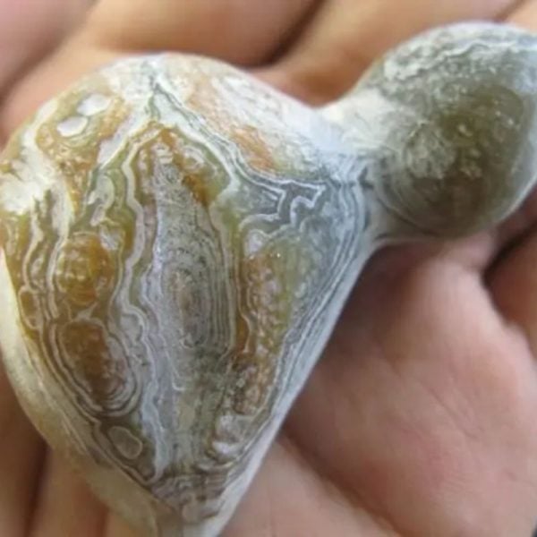 Bear Testicle Fossil - Type C1 - Image 3