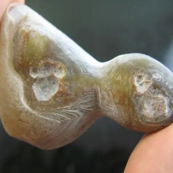 Bear Testicle Fossil - Type C1 - Image 2