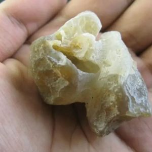 Bear Testicle Fossil - Type B1