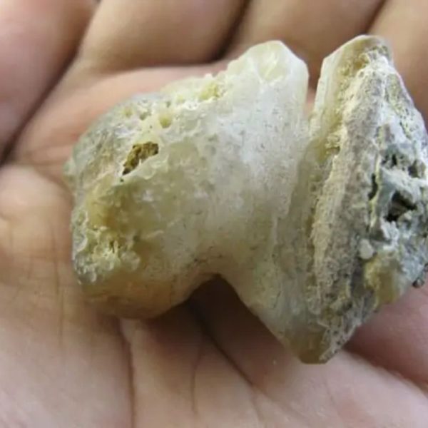 Bear Testicle Fossil - Type B1 - Image 3
