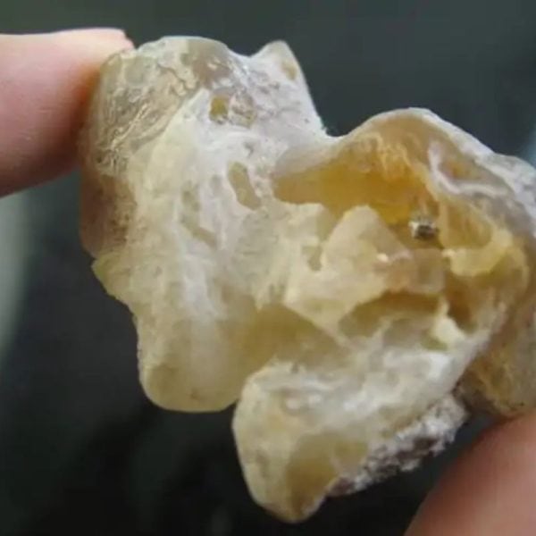 Bear Testicle Fossil - Type B1 - Image 2