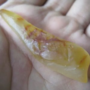 Snake Genital Fossil - Type F4