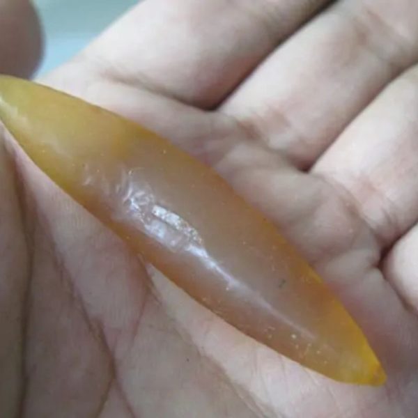 Snake Genital Fossil - Type F2