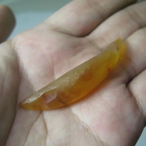 Snake Genital Fossil - Type F2 - Image 3