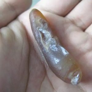 Snake Genital Fossil - Type E6