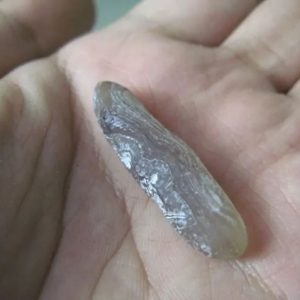 Snake Genital Fossil - Type E5