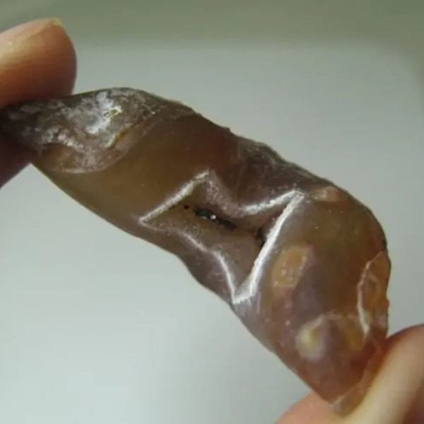 Snake Genital Fossil - Type E3 - Image 2