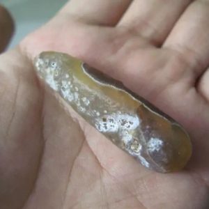 Snake Genital Fossil - Type E2