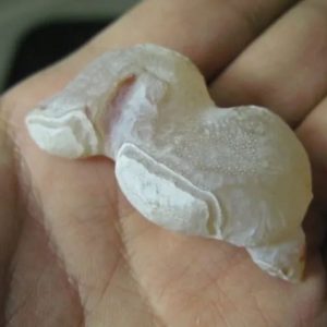 Snake Genital Fossil - Type B3