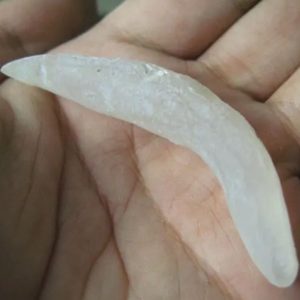 Snake Genital Fossil - Type B2