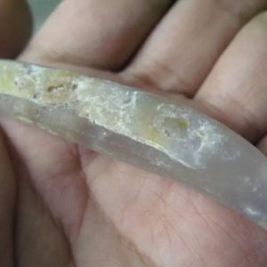 Snake Genital Fossil - Type G2