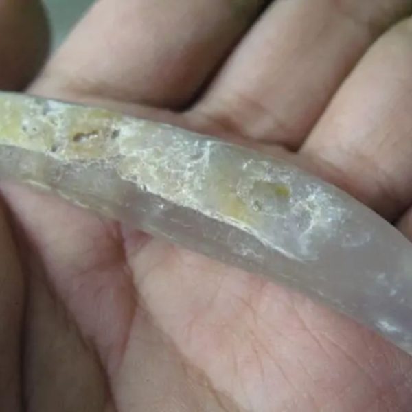Snake Genital Fossil - Type G2