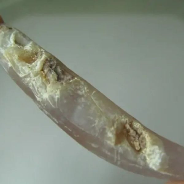 Snake Genital Fossil - Type G2 - Image 2