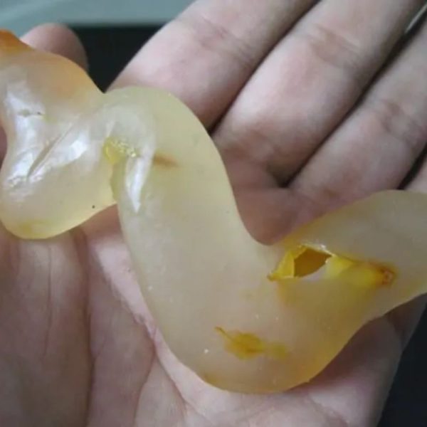 Snake Genital Fossil - Type C3