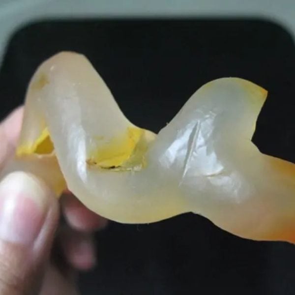 Snake Genital Fossil - Type C3 - Image 2