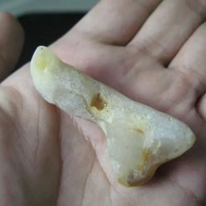 Snake Genital Fossil - Type D2