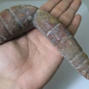 Snake Genital Fossil - Type J12