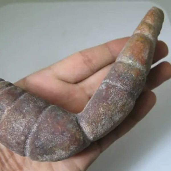 Snake Genital Fossil - Type J12 - Image 3