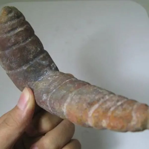 Snake Genital Fossil - Type J12 - Image 2