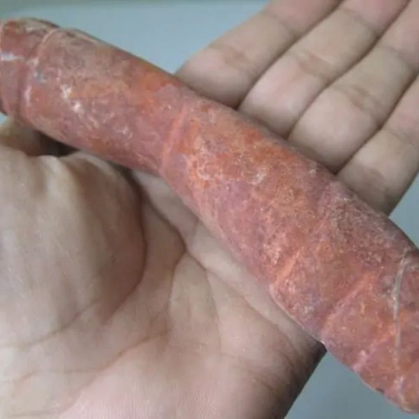 Snake Genital Fossil - Type J11