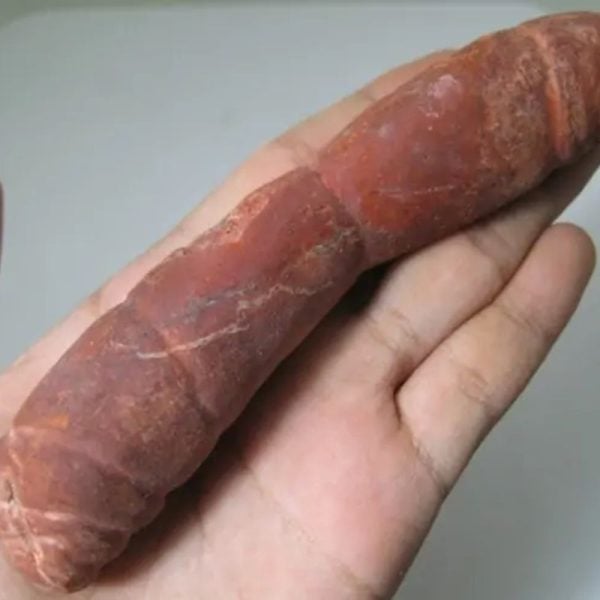 Snake Genital Fossil - Type J11 - Image 3