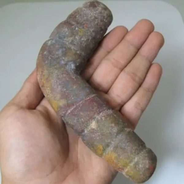 Snake Genital Fossil - Type J8