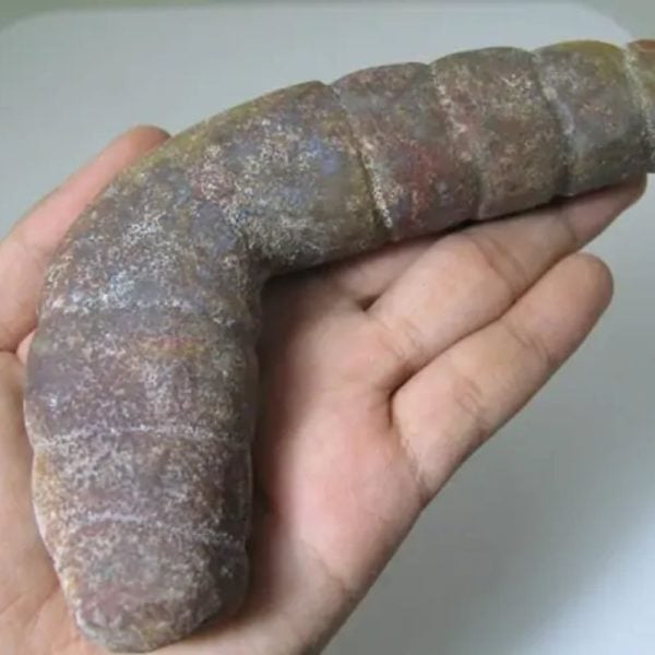 Snake Genital Fossil - Type J8 - Image 3