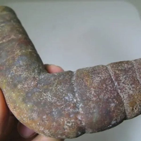 Snake Genital Fossil - Type J8 - Image 2