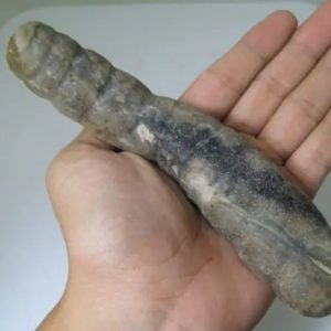 Snake Genital Fossil - Type J7