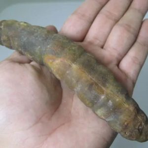 Snake Genital Fossil - Type J5
