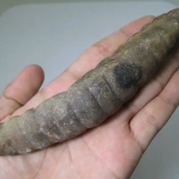 Snake Genital Fossil - Type J5 - Image 3