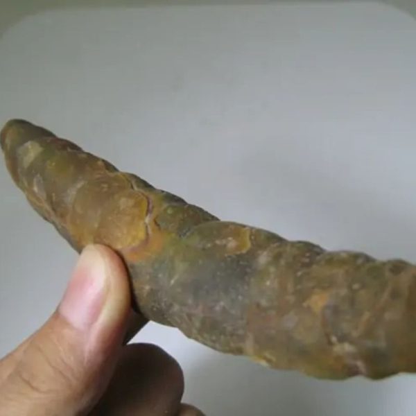 Snake Genital Fossil - Type J5 - Image 2
