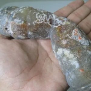 Snake Genital Fossil - Type J3