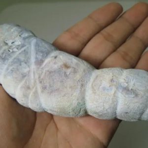 Snake Genital Fossil - Type J2