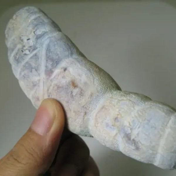 Snake Genital Fossil - Type J2 - Image 2