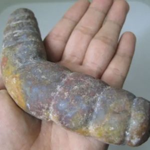 Snake Genital Fossil - Type J1