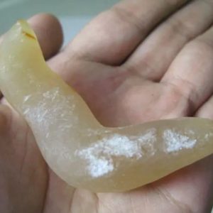 Snake Genital Fossil - Type G1