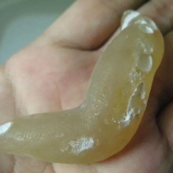 Snake Genital Fossil - Type G1 - Image 3