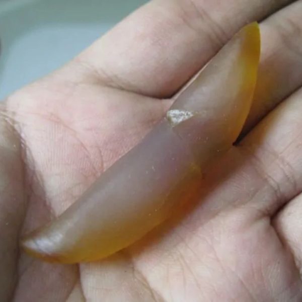 Snake Genital Fossil - Type F1 - Image 3