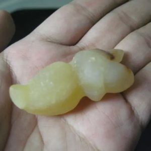 Snake Genital Fossil - Type D1