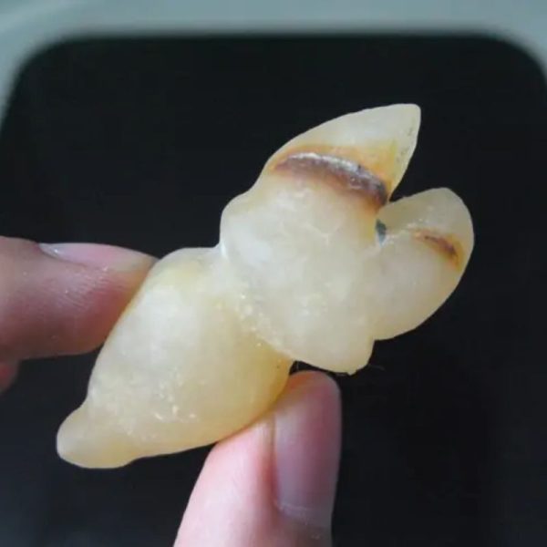 Snake Genital Fossil - Type D1 - Image 2