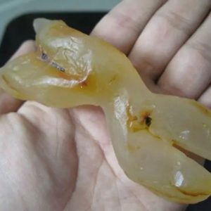 Snake Genital Fossil - Type C1