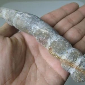 Snake Genital Fossil - Type I19