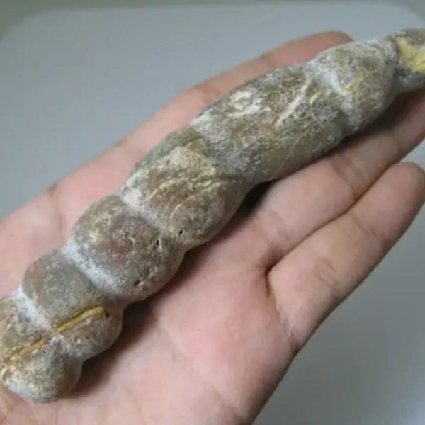Snake Genital Fossil - Type I19 - Image 3