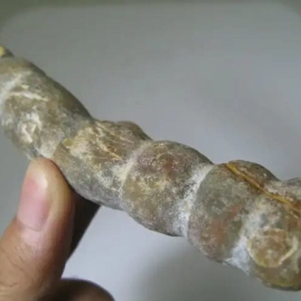 Snake Genital Fossil - Type I19 - Image 2