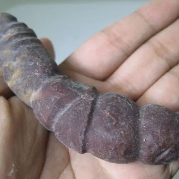 Snake Genital Fossil - Type I18